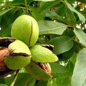 Саженец грецкого ореха Изящного