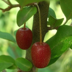 Саженец гуми Шикотан