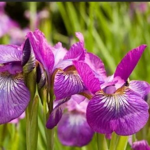 Луковица ириса сибирского Роуз Квест (Rose Quest)