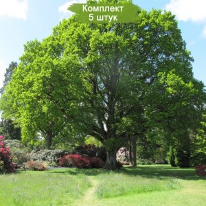 Саженцы дуба Крупнопыльникового 60-100 см -  комплект 5 шт.