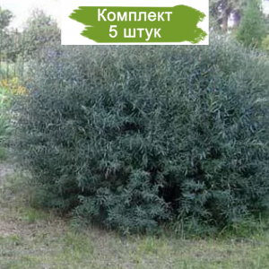 Саженцы ивы шаровидной Ушастой -  комплект 5 шт.