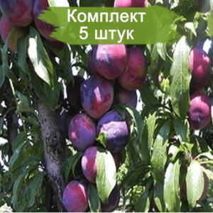 Саженцы поздней красной сливы колоновидной Оскар плюс -  комплект 5 шт.
