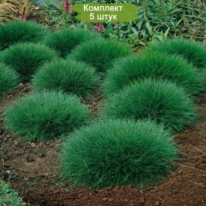 Саженцы овсяницы метельчатой  Хобит (Hobbit) -  комплект 5 шт.