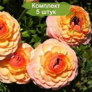 Саженцы ранункулюса Фестиваль -  комплект 5 шт.