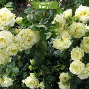 Саженцы плетистой розы Эльф (Elfe) -  комплект 5 шт.