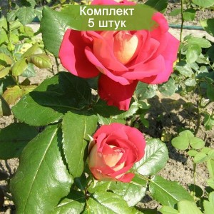 Саженцы чайно-гибридной розы Шанти (Shanti) -  комплект 5 шт.