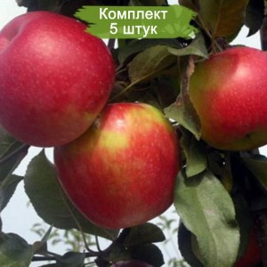 Саженцы яблони Айдаред (Ajdared) -  комплект 5 шт.
