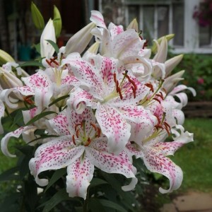 Луковица лилии Экстраваганза (Восточные)