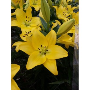 Луковица лилии Malesco (Малеско )