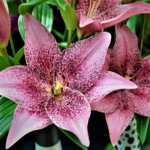 Луковица лилии Sweet talk (свит толк )