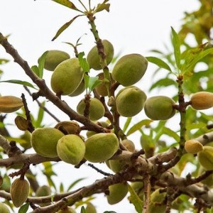 Саженец миндаля Прибрежного