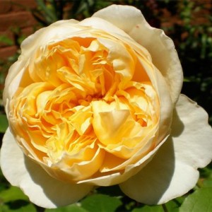 Саженец английской розы Шарлотт (Charlotte)