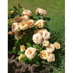 Саженец миниатюрной розы Александра Кордана (Alexandra Kordana)