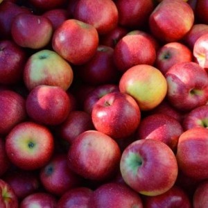 Саженец яблони Беркутовской