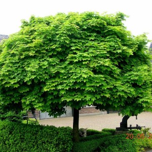 Сеянец Клена остролистного (до 30 см.)